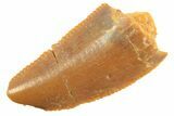 Bargain Raptor Tooth - Real Dinosaur Tooth #297752-1